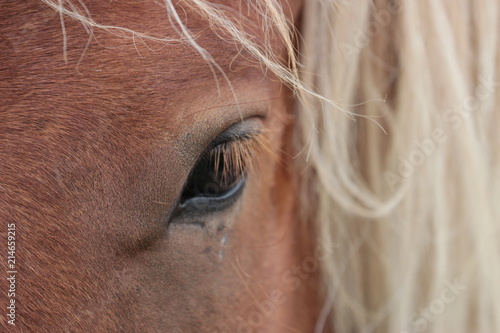 Icelandic horse eye