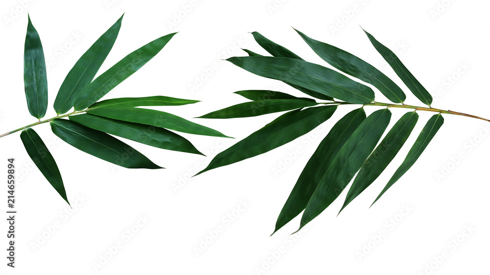 Obraz premium Ciemnozieleni liście bambusowa ornamentacyjna ogrodowa roślina odizolowywająca na białym tle, zawierać ścinek ścieżka.