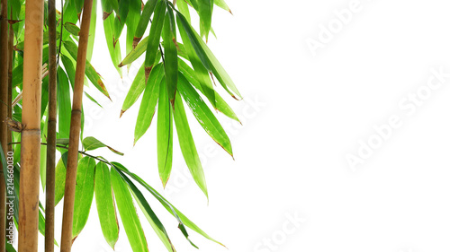 Green leaves of golden bamboo ornamental forest garden plant isolated on white background, clipping path included. © Chansom Pantip