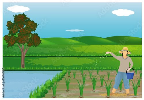 farmer sows manure in paddy field vector design