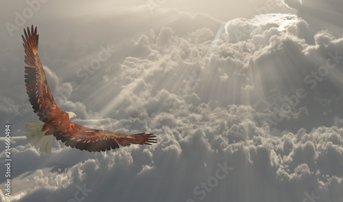 Eagle in flight about the clouds