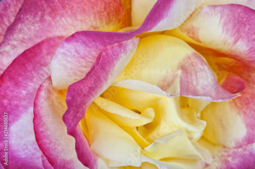 Detail of the center of a rose of pink and yellow colors #214660637