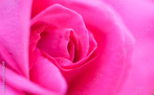 Rose petals. Flower card