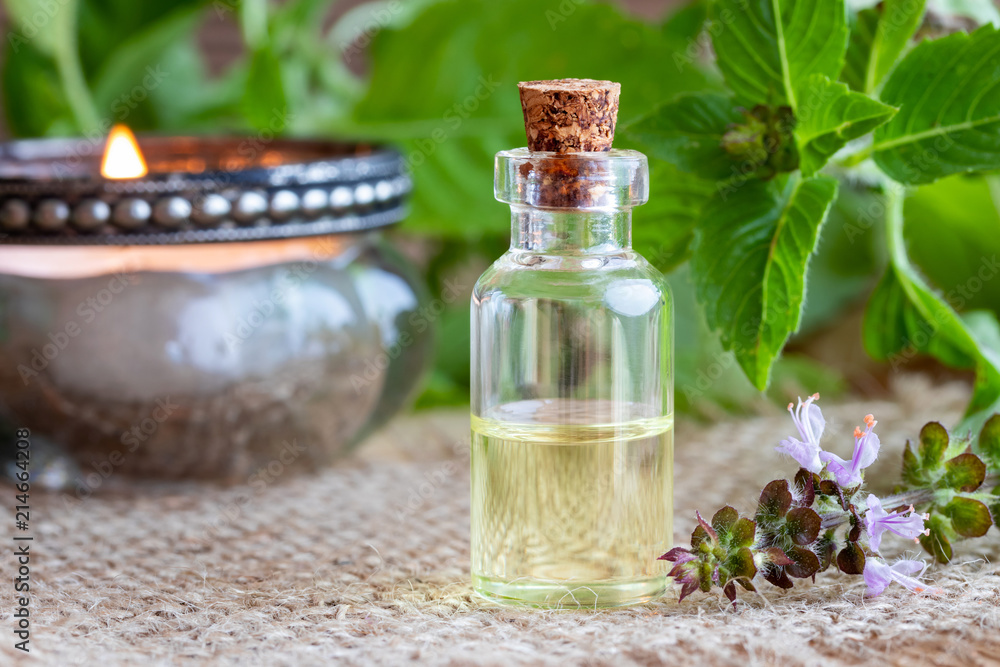 A bottle of tulsi essential oil with fresh tulsi, or holy basil A bottle of tulsi essential oil with fresh tulsi, or holy basil