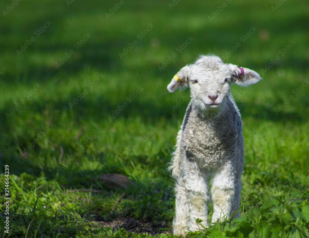 Obraz premium Lamb