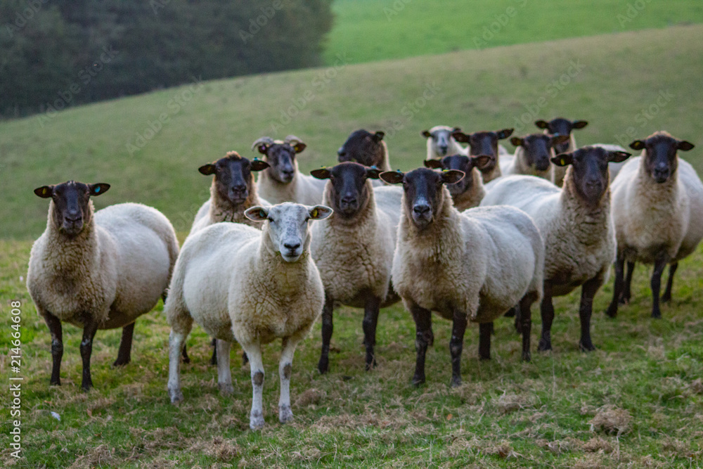 Fototapeta premium All black faces except one, Sheep