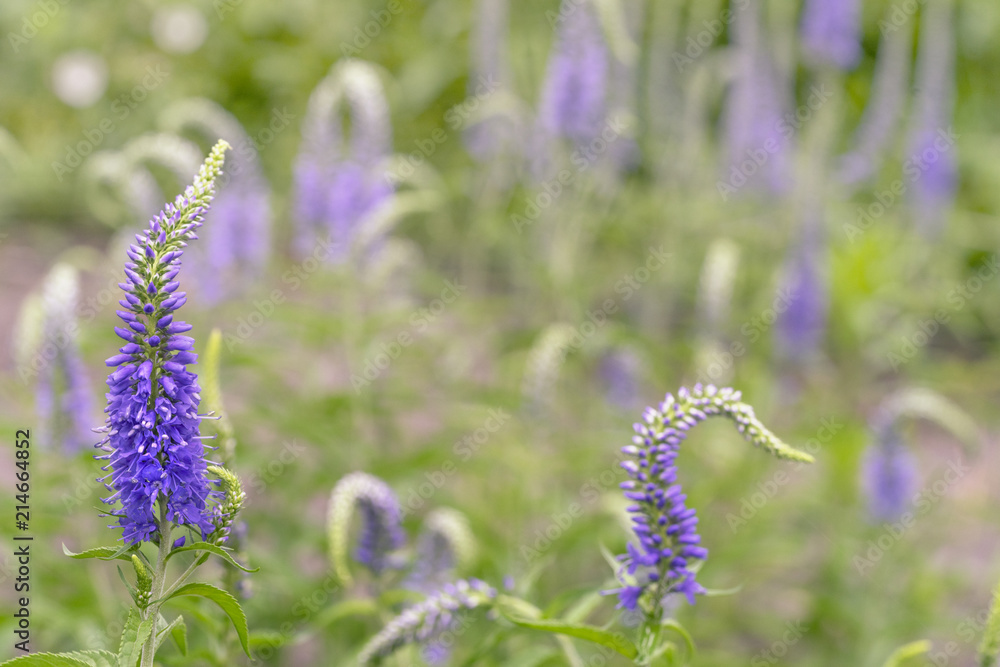 Veronica longifolia, known as garden speedwell or longleaf speedwell.