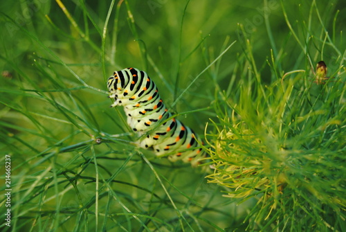 Caterpillar Papilio Machaon © Veronica