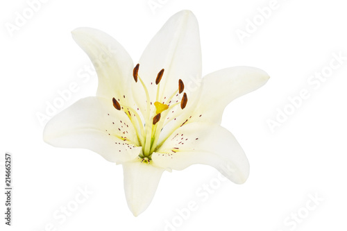 Lily flower isolated on white background
