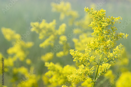 Flowering meadow, Galium verum (lady's bedstraw or yellow bedstraw} photo