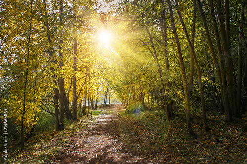 Autumn nature landscape with path in yellow forest. Sunlight in autumn park. Forest road under colorful trees. Scenery of nature. Amazing view on autumn park.