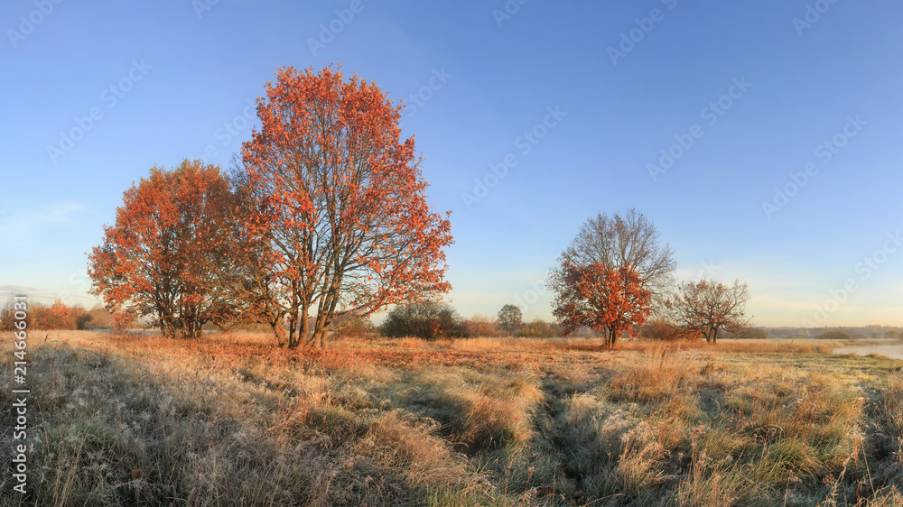 Autumn nature landscape on sunny clear day. Colorful trees with red foliage  on meadow with yellow grass. Scenic fall. Blue sky over trees. Scenery autumn field with woods.