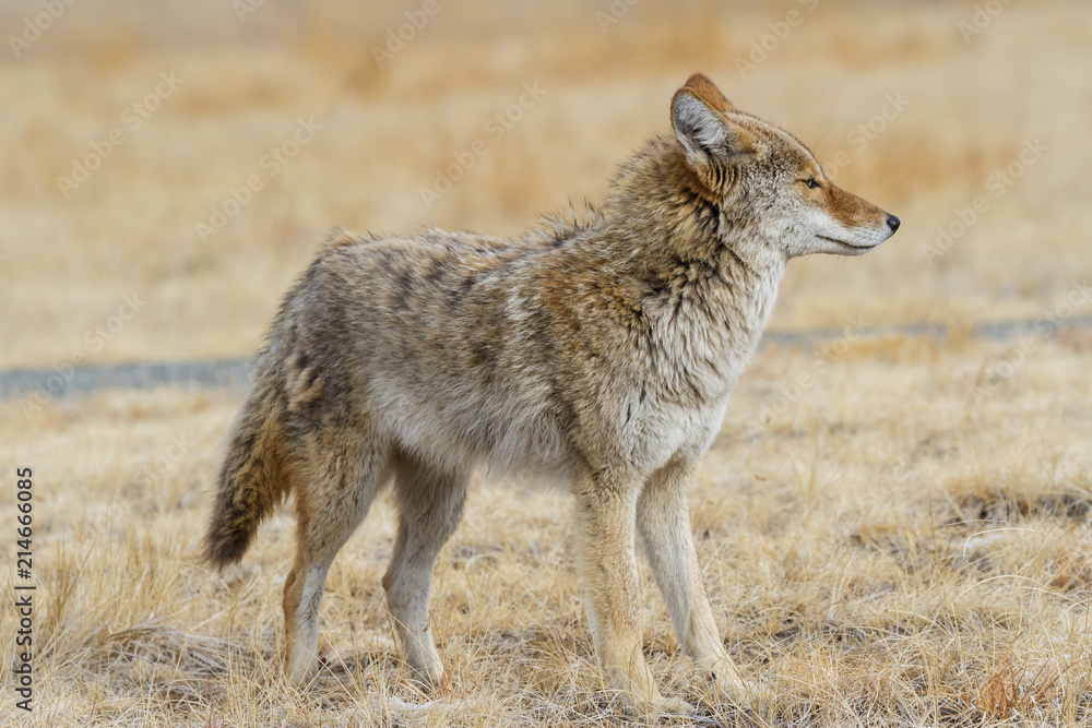 Fototapeta premium Profile of a Wild Coyote in a Field of Grass