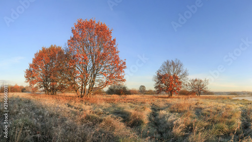 Autumn nature landscape on sunny clear day. Colorful trees with red foliage on meadow with yellow grass. Scenic fall. Blue sky over trees. Scenery autumn field with woods.