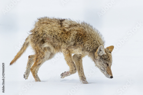 Profile of a Wild Coyote suffering from Mange in a Field of Grass