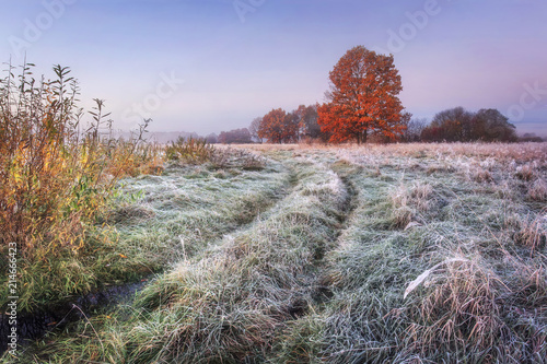 Obraz na płótnie Vibrant autumn nature landscape. Grassy meadow with hoarfrost and colorful trees with red foliage on horizon in the autumn clear morning. Scenic view on november wild nature. Amazing fall. w salonie
