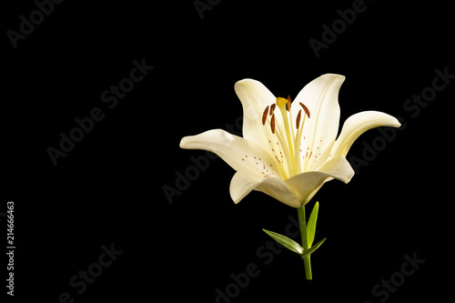 Beautiful lily flower isolated on a black background.