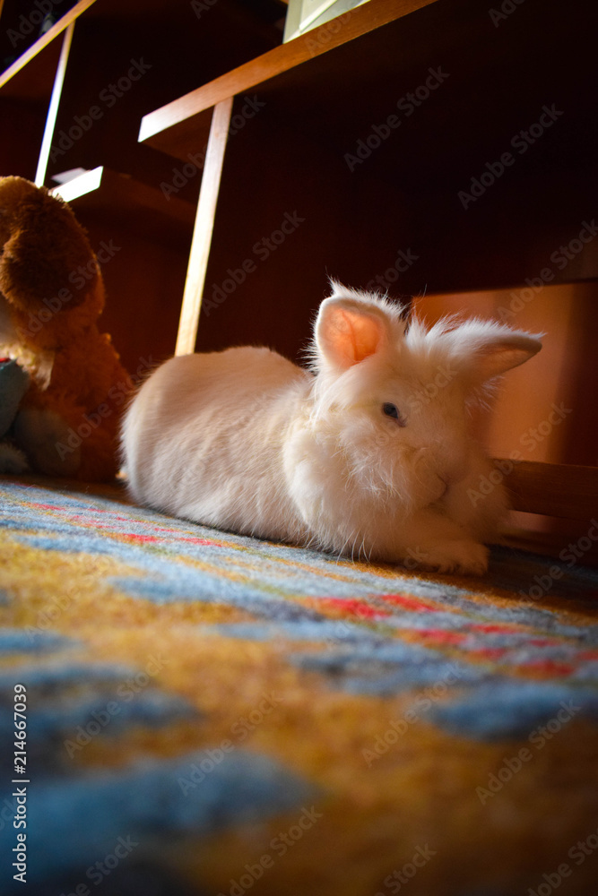 Obraz premium Sleeping Little White Bunny