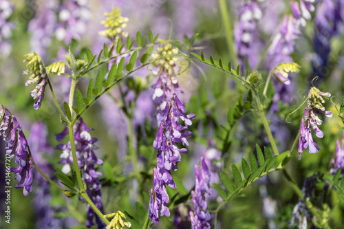 Blooming tufted vetch  Vicia cracca