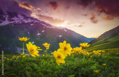 Fototapeta Naklejka Na Ścianę i Meble -  Flowers on mountain meadow at vibrant sunset in Svaneti, Georgia. Amazing landscape of georgian mountains with yellow flowers and pink colorful evening sky. Sun sets behind mountain.