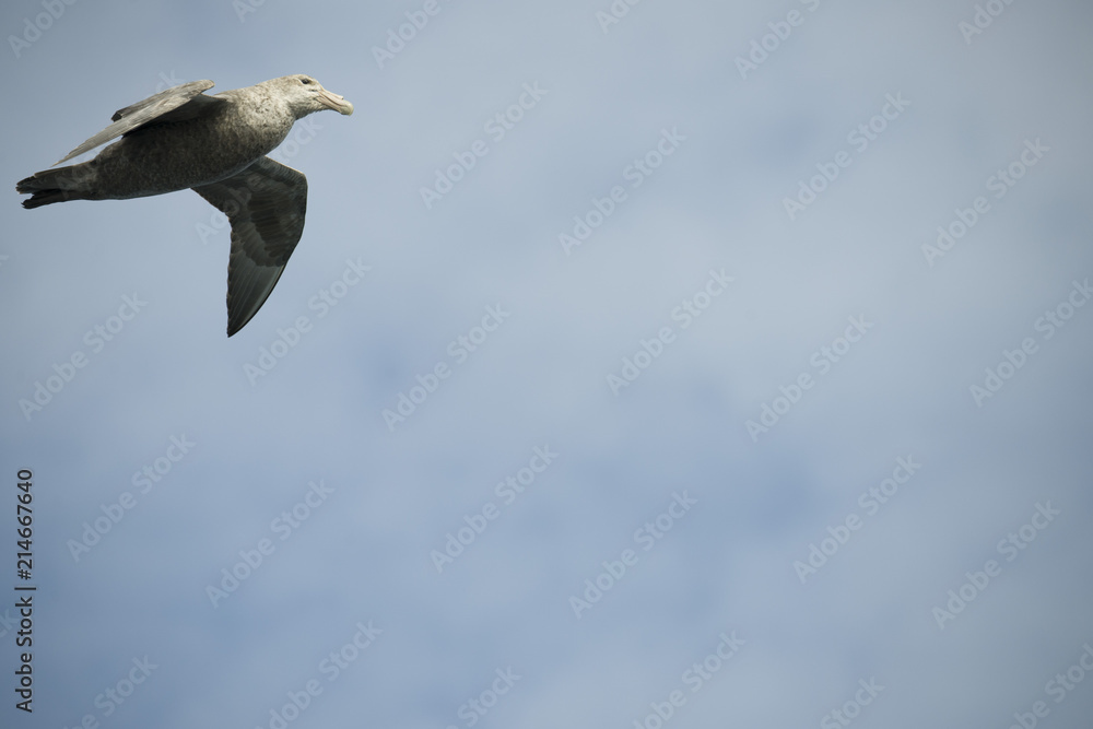 Antarctica birds flying against a clear blue sky Antarctica birds flying against a clear blue sky