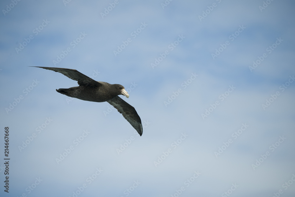 Antarctica birds flying against a clear blue sky Antarctica birds flying against a clear blue sky