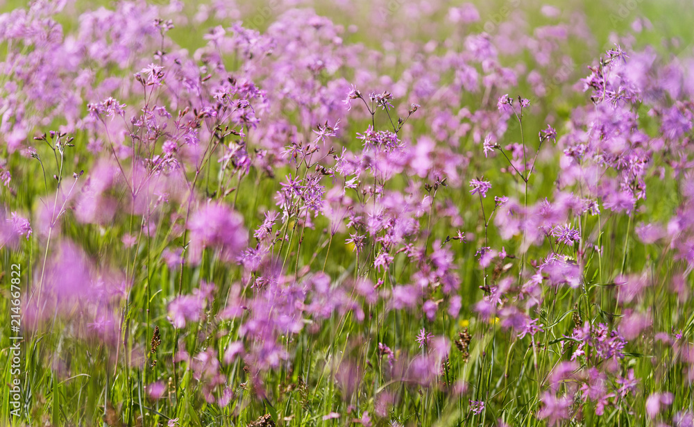 Obraz premium Flowering meadow, ragged-robin flowers, lychnis flos-cuculi. Spring flower, selective focus.