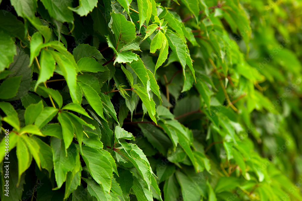 Obraz premium Background of green leaves of wild grapes