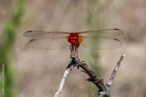 libellule rouge prise de face les ailes ouverte en macro