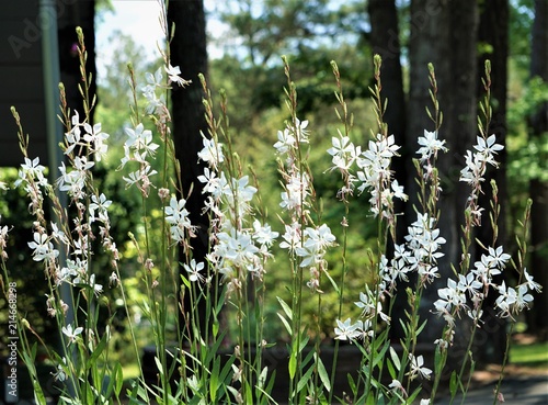 White flower of Gaura linheimeri or Whirling Butterflies blooming on the garden and pine trees background, Spring in GA USA. photo