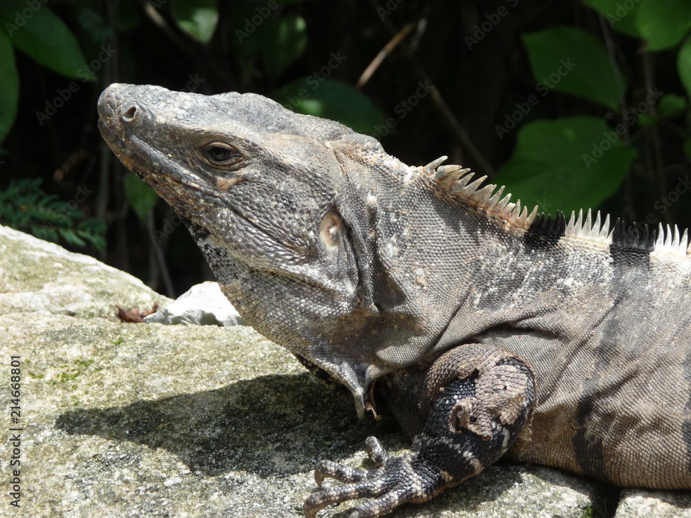 testa di iguana testa di iguana