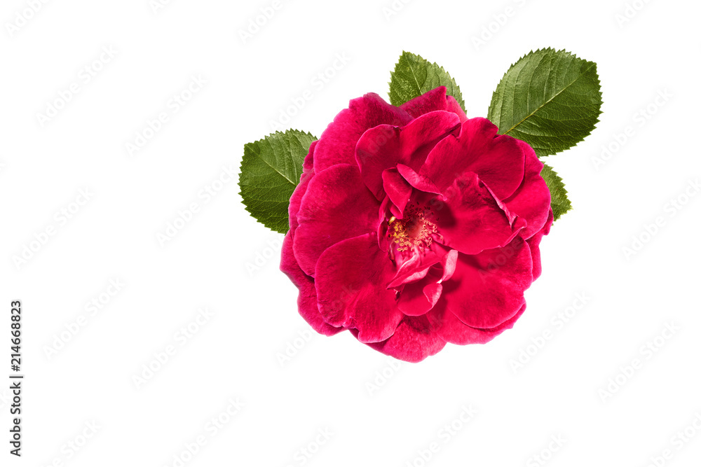Red rose with green leaves isolated on white background