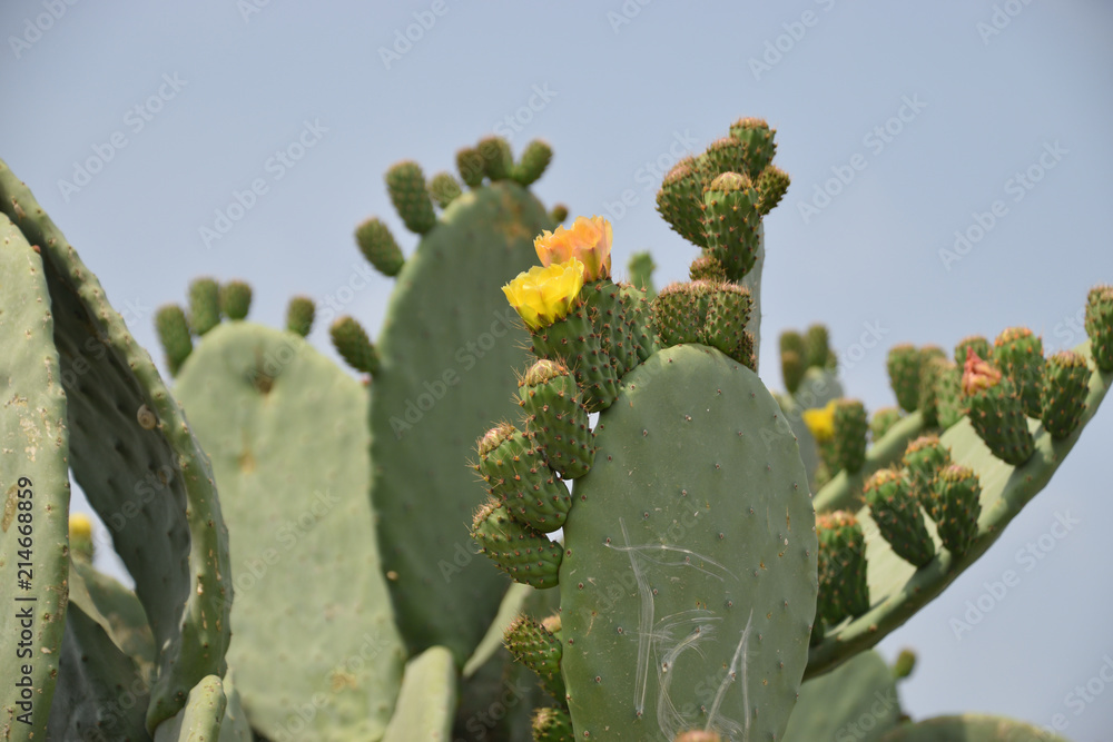 Cactus with yellow flowers Cactus with yellow flowers