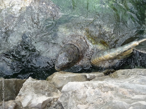 tartaruga di mare nell'acqua limpida © Daniele