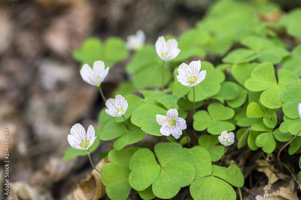 Oxalis acetosella wood sorrel in bloom, white flowering plant in forest Oxalis acetosella wood sorrel in bloom, white flowering plant in forest