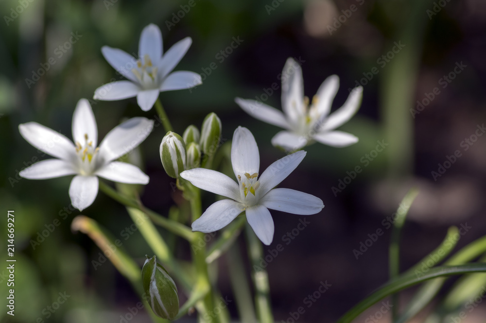 Ornithogalum umbellatum grass lily in bloom, small ornamental and wild white flowering springtime plant