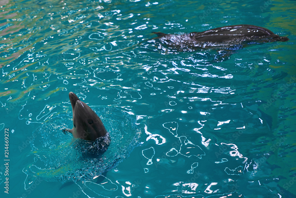 Fototapeta premium Dolphin swims in the sea 