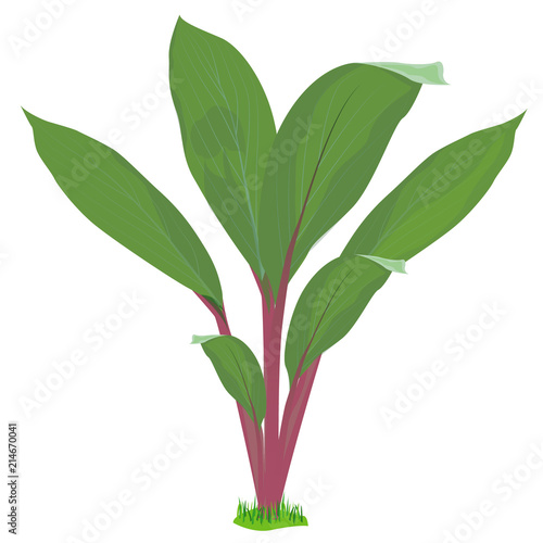 fern plant vector design