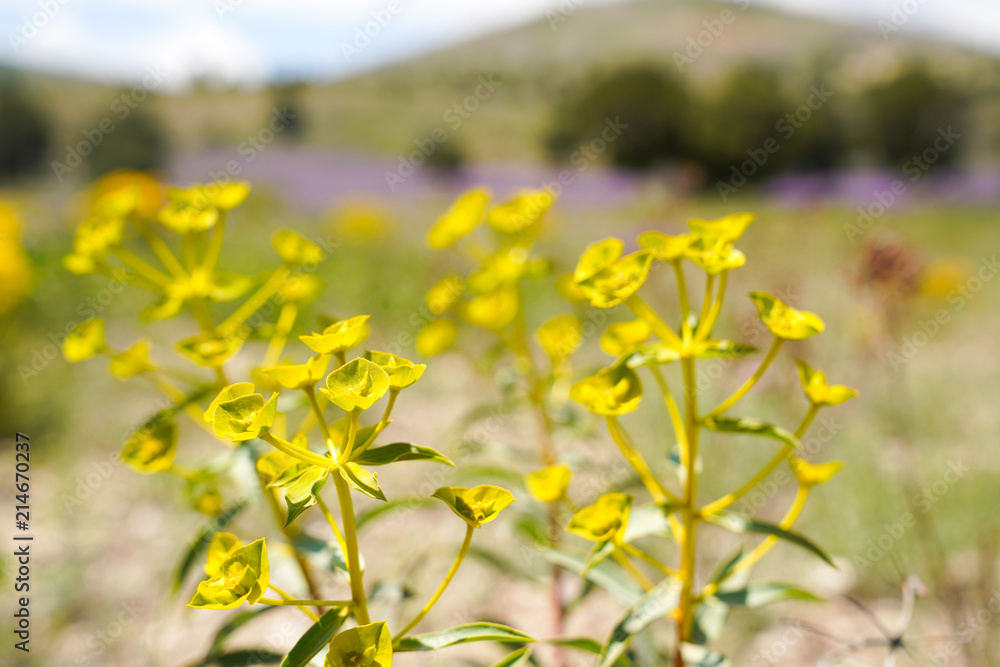 Obraz premium Yellow - green wildflowers. Euphorbia esula, commonly known as green spurge, leafy spurge, spurge, wolf's milk or wolf's-milk.
