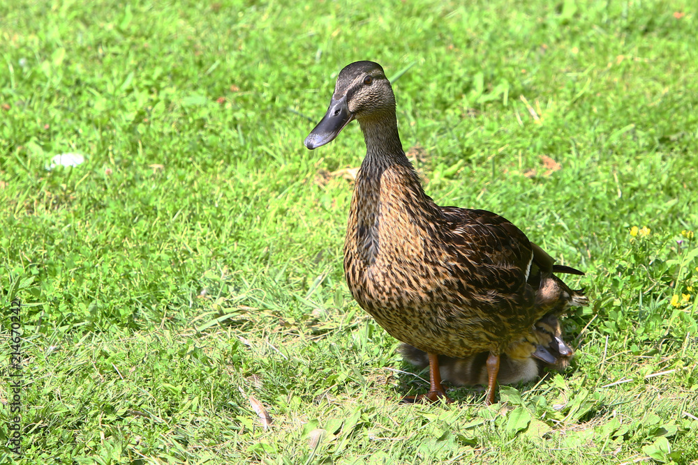 Female Mallard Duck ( Anas platyrhynchos) sheltering her two ducklings from the mid-day sun while sitting on vibrant green grass lawn Female Mallard Duck ( Anas platyrhynchos) sheltering her two ducklings from the mid-day sun while sitting on vibrant green grass lawn