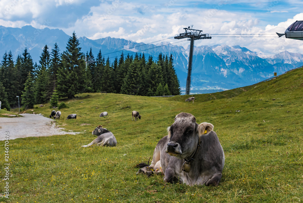 Naklejka premium Kühe, Alm, Seilbahn und Bergpanorama