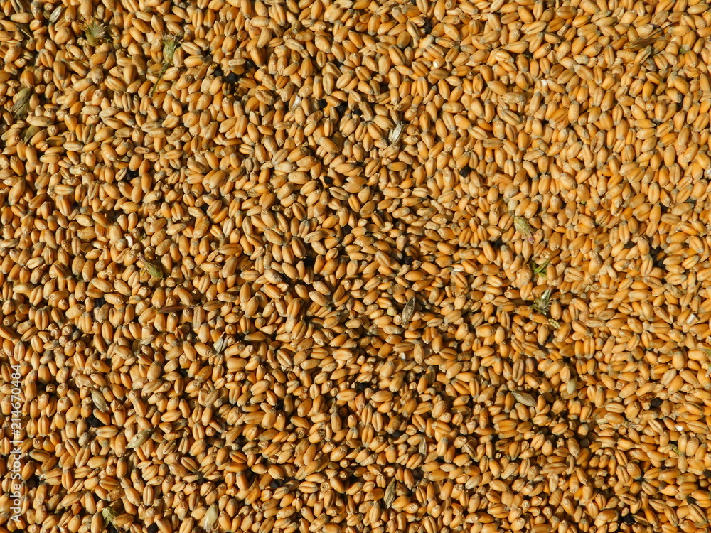 Grain from the bird's eye view Grain from the bird's eye view