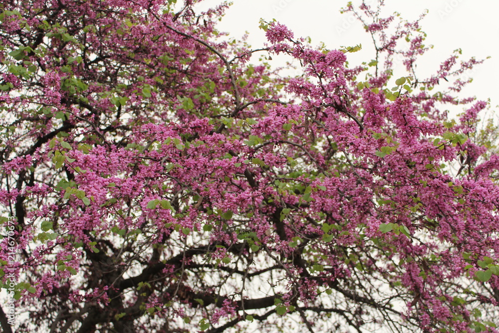 Spring, pink blooming trees (known as Cercis siliquastrum, Cercis European, European Tsertsis, Judas tree, Cercis siliquastrum, canadensis) Spring, pink blooming trees (known as Cercis siliquastrum, Cercis European, European Tsertsis, Judas tree, Cercis siliquastrum, canadensis)