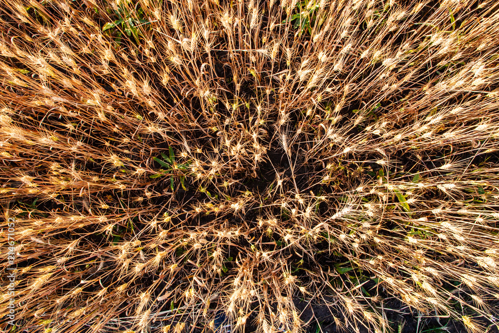 Fototapeta premium Ripe wheat field from above, natural background and texture of agriculture