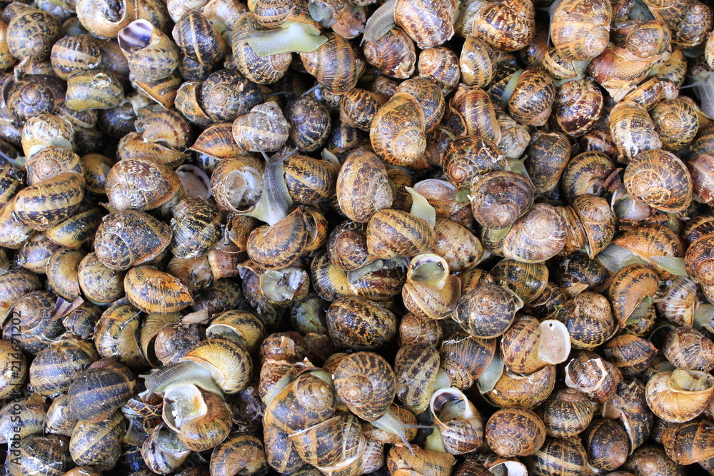 Snails in shells on market display. Close up picture. Snails in shells on market display. Close up picture.