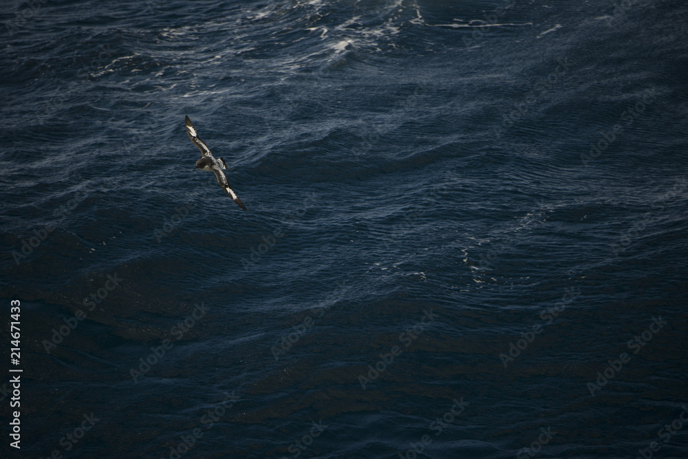 Antarctica birds flying against the ocean to catch some fish