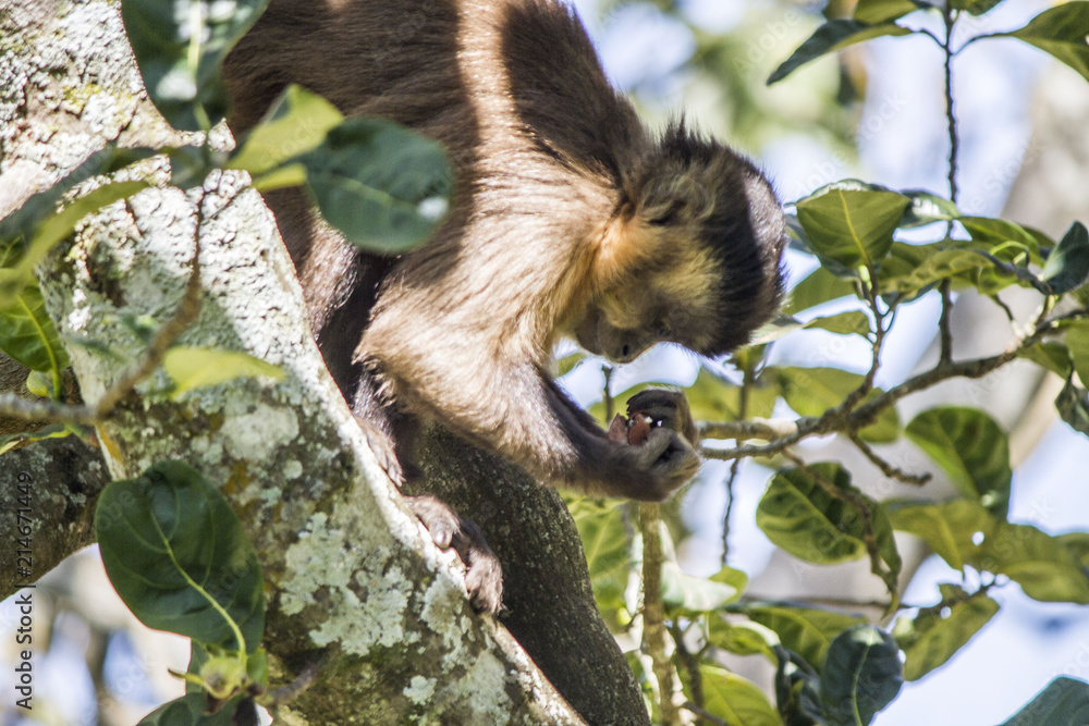 Naklejka premium wildlife