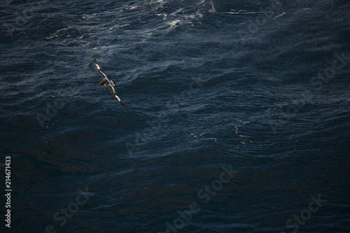 Antarctica birds flying against the ocean to catch some fish © Jared