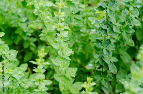 Aromatic plant of oregano with green leaves