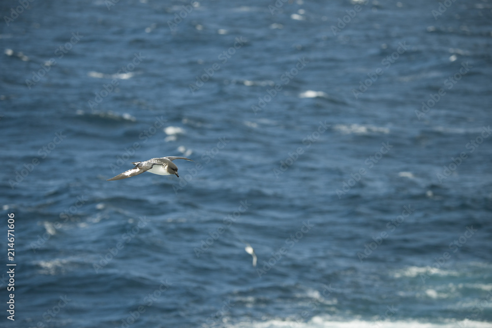 Antarctica birds flying against the ocean to catch some fish Antarctica birds flying against the ocean to catch some fish